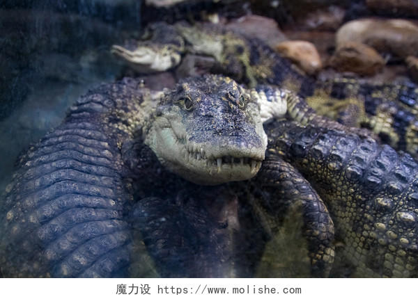 动物园鳄鱼墨绿色正面牙齿猛兽近距离JPG格式